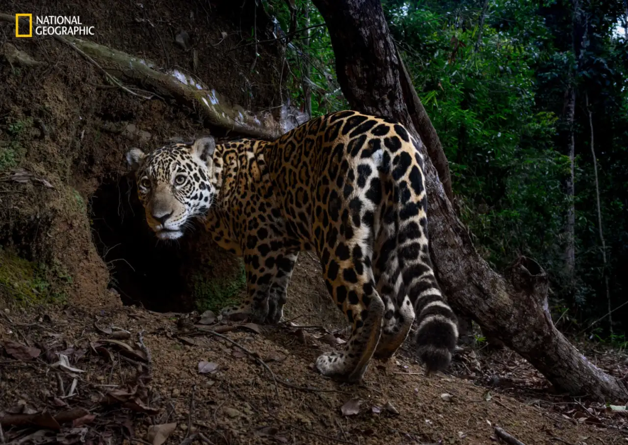 National Geographic’in Yılın Fotoğrafları: Büyüleyici 5 Kare 4
