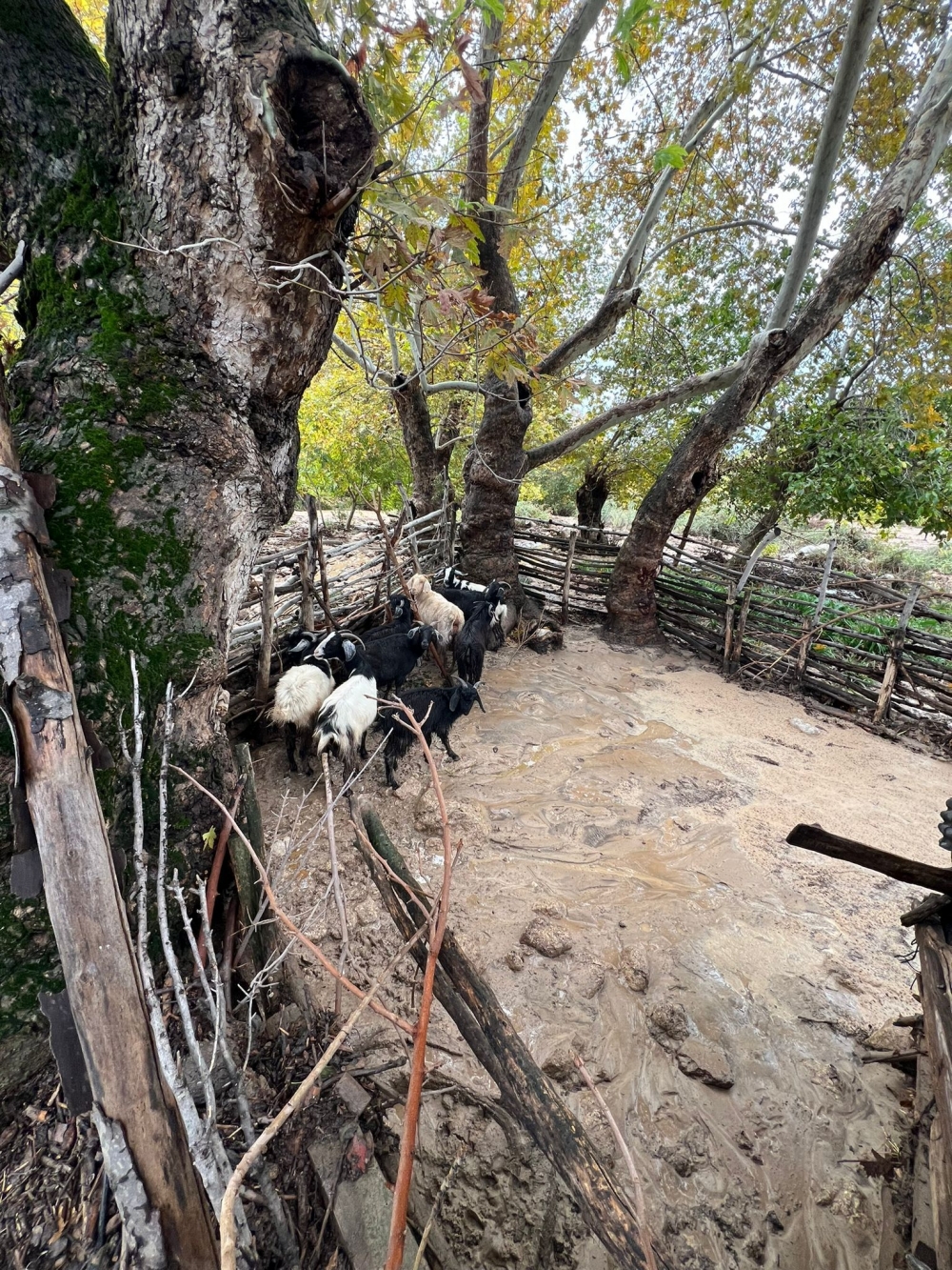 Muğla'da Kuvvetli Rüzgar Tekne Batırdı, Seraları Yerle Bir Etti! Zarar Büyük..