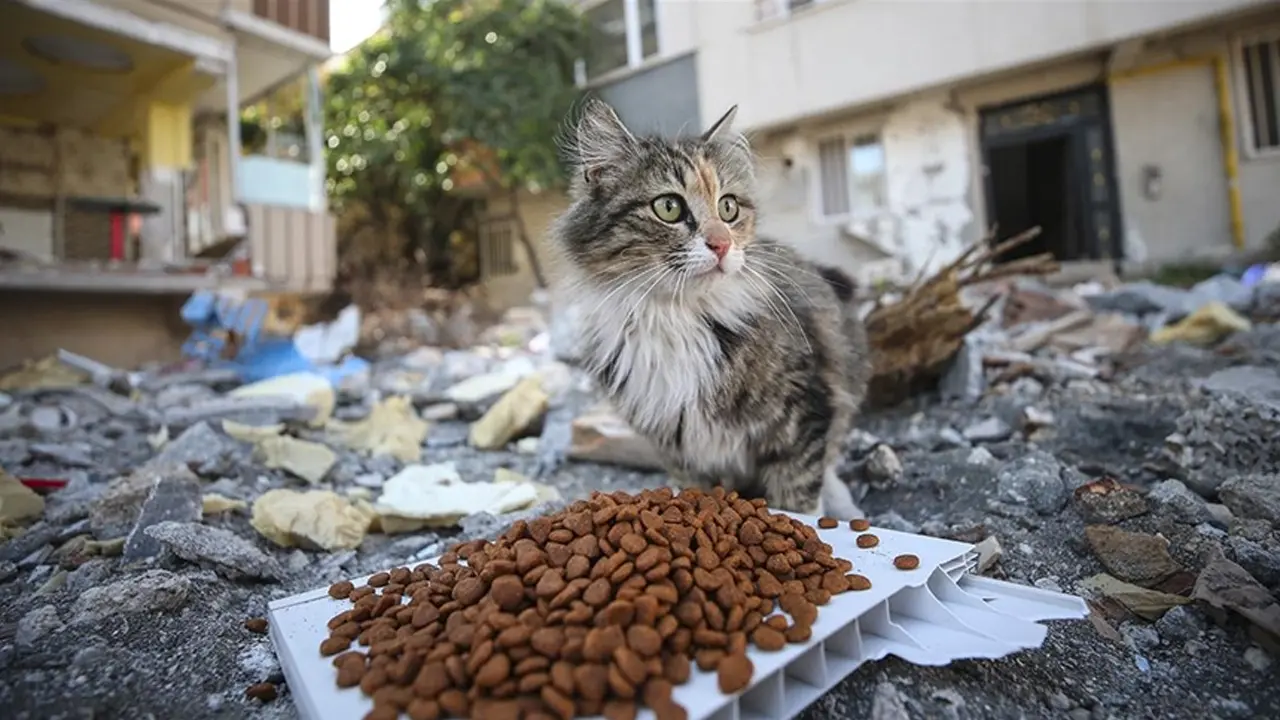 Kütahya’da Sahipsiz Unutulmadı! Mama Dağıtıldı..