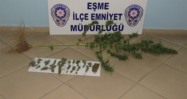 Eşme'de uyuşturucu operasyonu