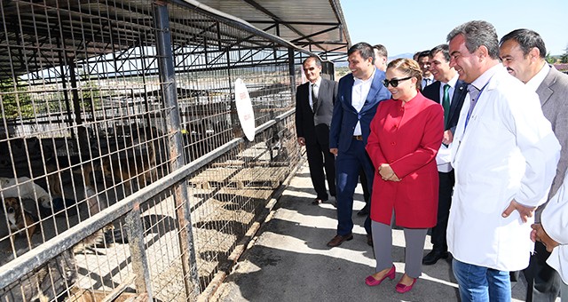 VALİ FUNDA KOCABIYIK ‘4 EKİM DÜNYA HAYVANLARI KORUMA GÜNÜ’  MÜNASEBETİYLE DÜZENLENEN FARKINDALIK ETKİNLİĞİNE KATILDI