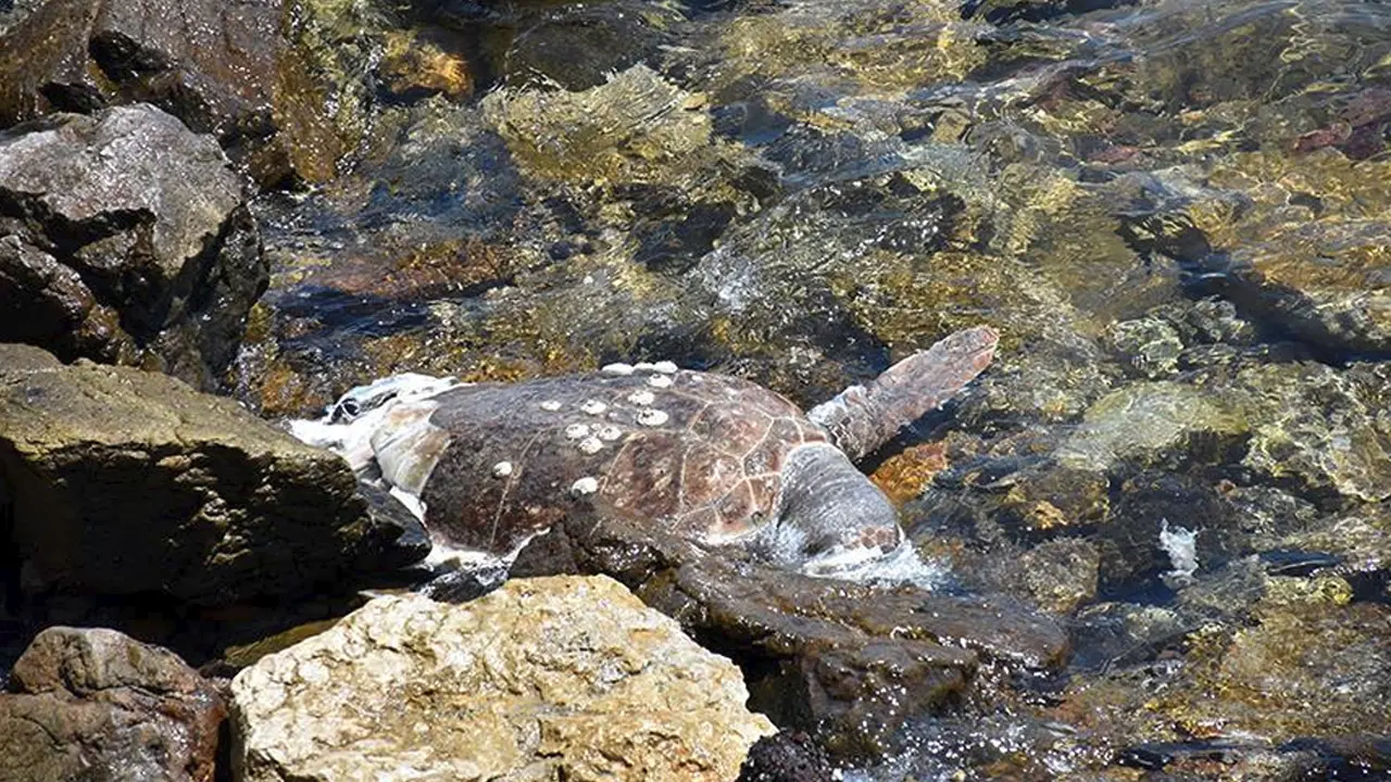 Muğla Datça'da Uşaklılar Sahili'nin Sembolü Caretta Caretta Ölü Bulundu!