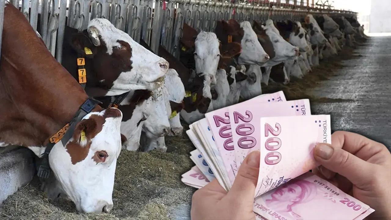 Uşak Tarım ve Orman Müdürülüğü Düve Alım Desteğini Açıkladı!