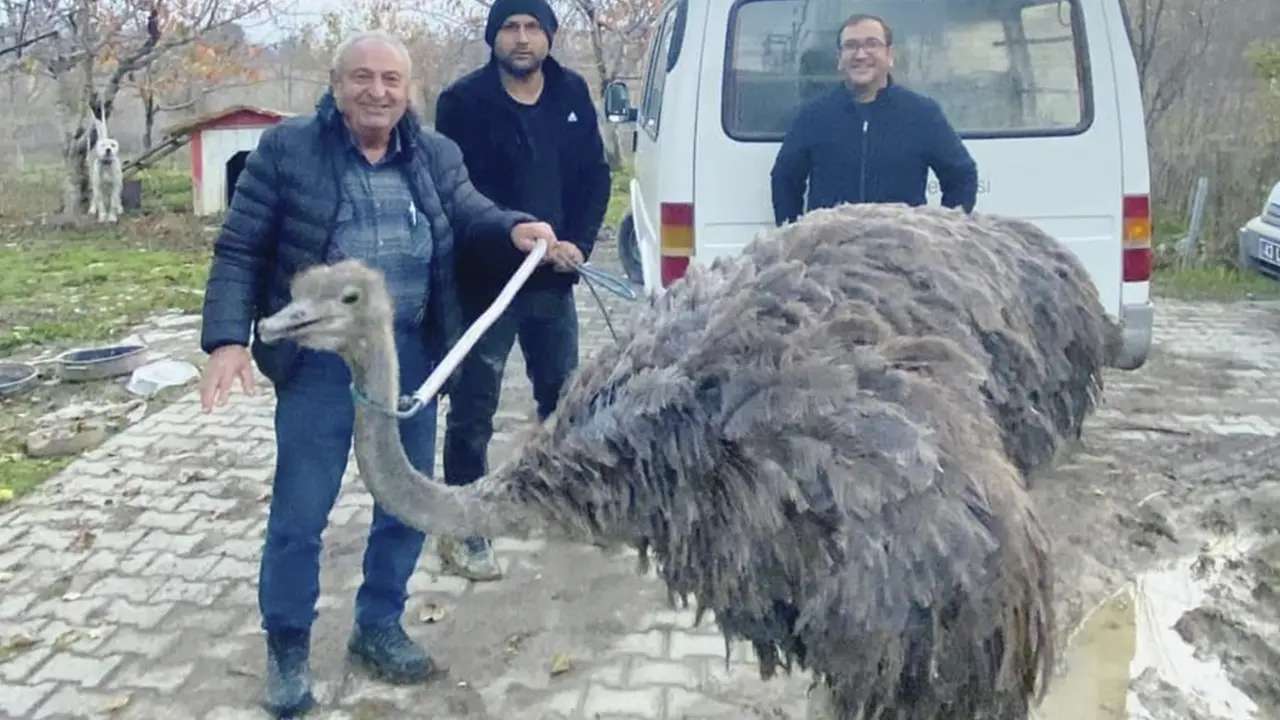 Gediz'de Sahibinden Kaçan Deve Kuşu Ortalığı Birbirine Kattı!