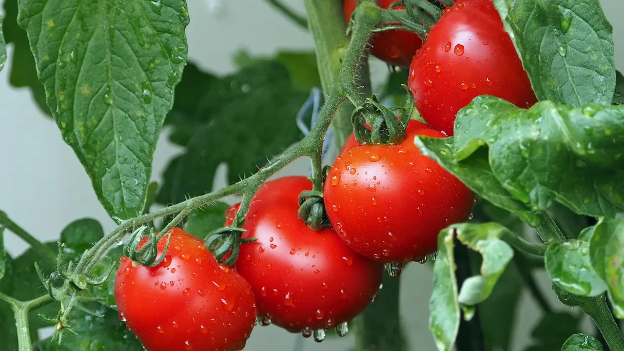 Sağlığınıza Likopen ve Antioksidan Canavarı: Ev Yapımı Domates Suyu