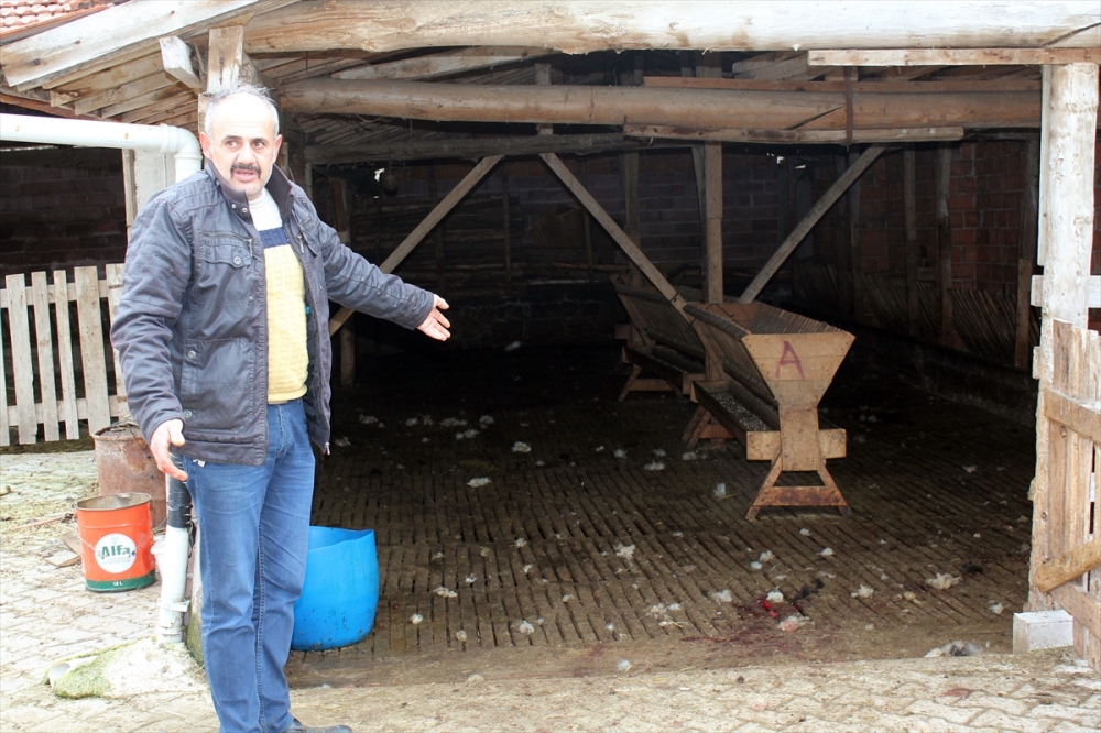 Kütahya'da Köpekler 20 hayvanı telef etti