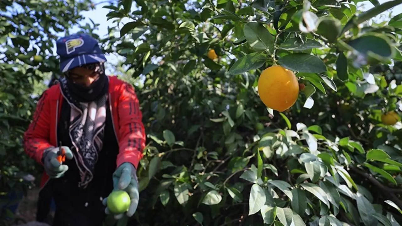 Limon Uçurumu: Bahçeden 1 Liraya, Marketten 20 Liraya!