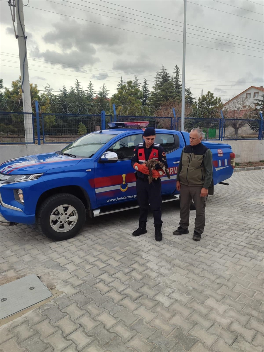 Emirdağ'da yaralı şahin bulundu
