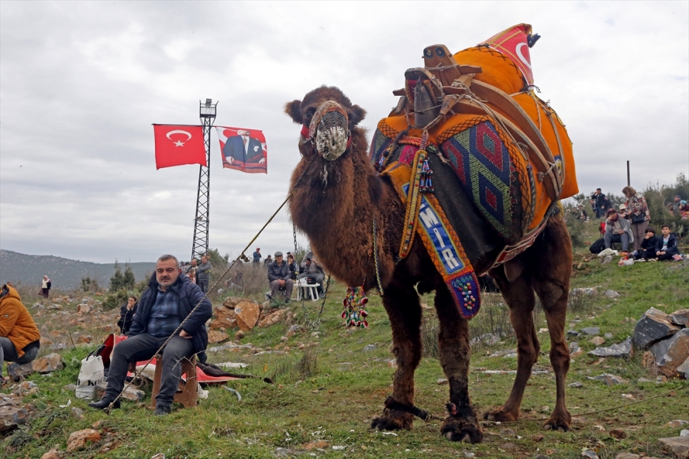 Muğla'da 22. Yatağan Deve Güreşi Festivali yapıldı