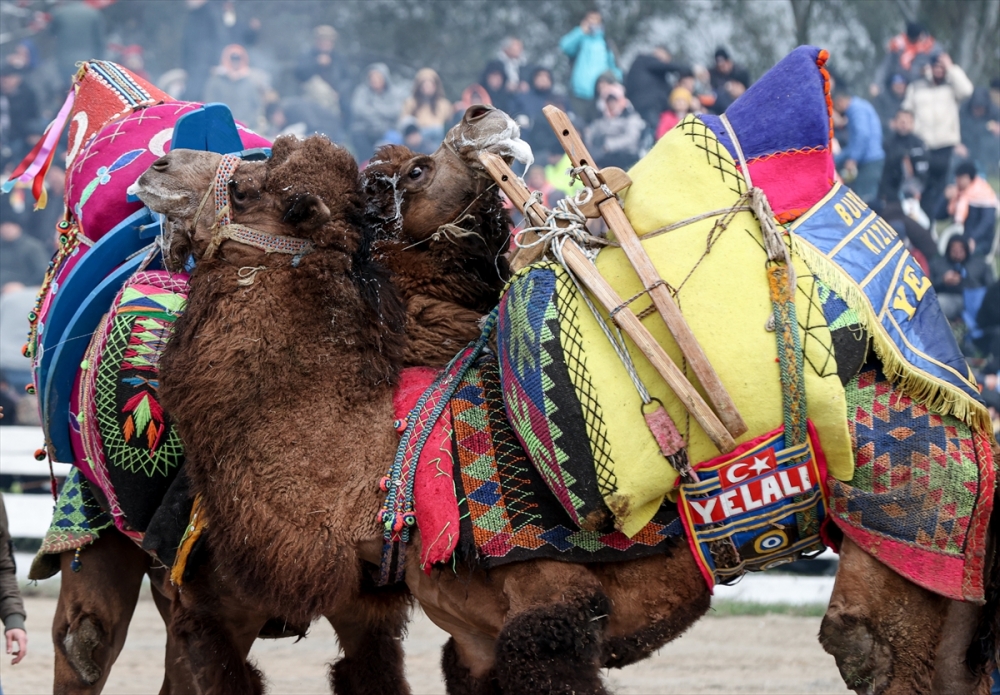 42. Efes Selçuk Deve Güreşleri Festivali yapıldı