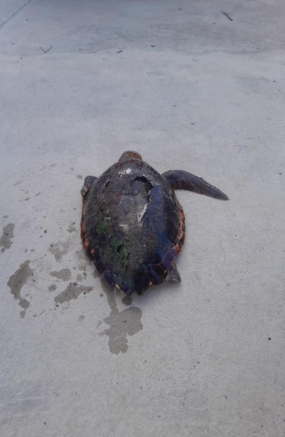 Datça'da ölü caretta caretta sahile vurdu