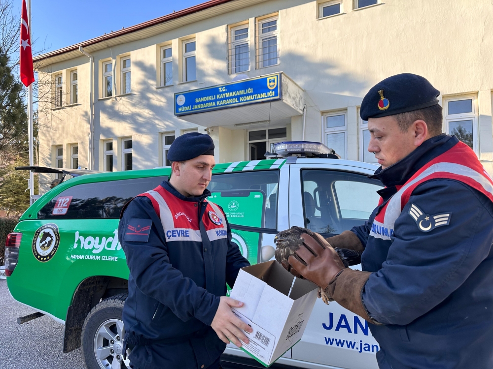 Sandıklı'da Jandarmanın Bulduğu Yaralı Şahin Koruma Altına Alındı