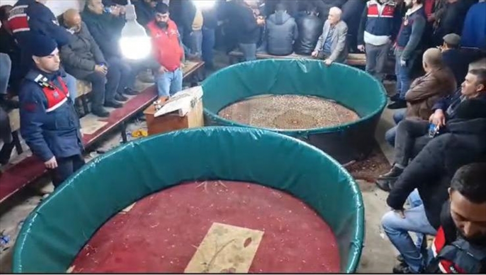 Denizli'de horoz dövüştüren 108 kişiye para cezası verildi