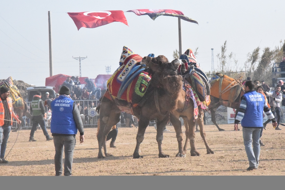 Yenipazar'da deve güreşi festivali yapıldı