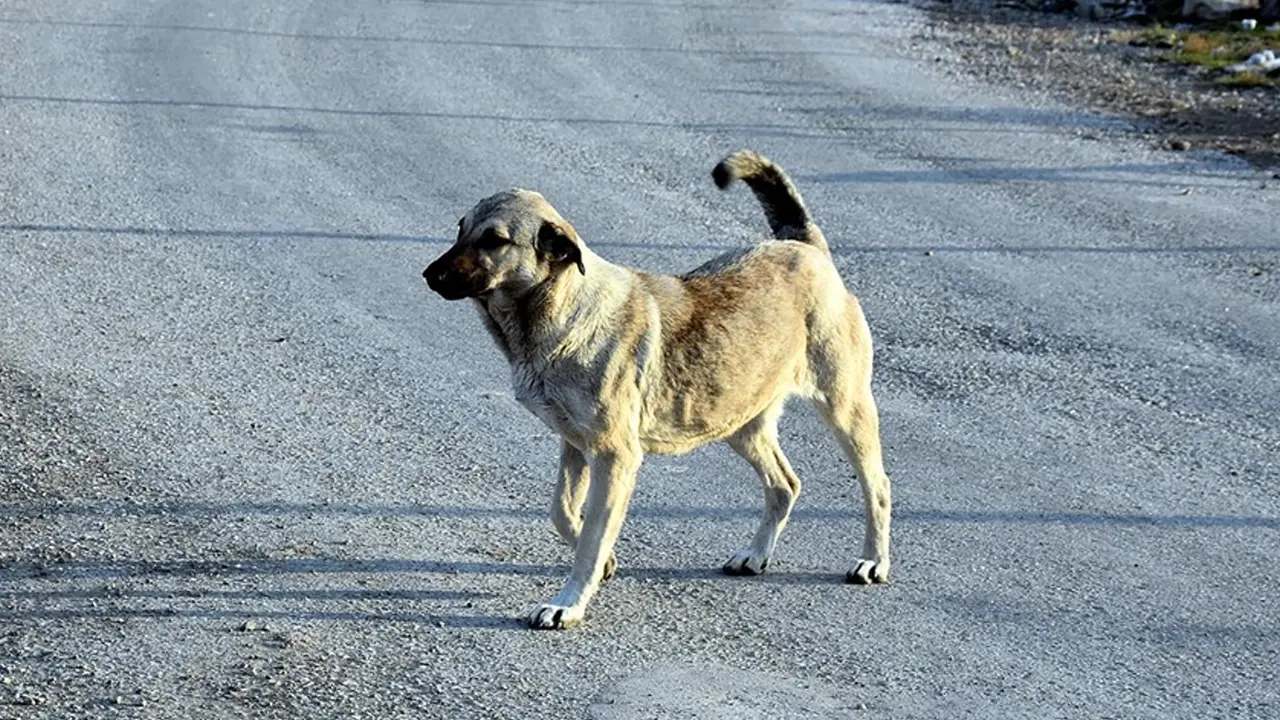 Salihli'de direğin içinde sıkışan köpek kurtarıldı