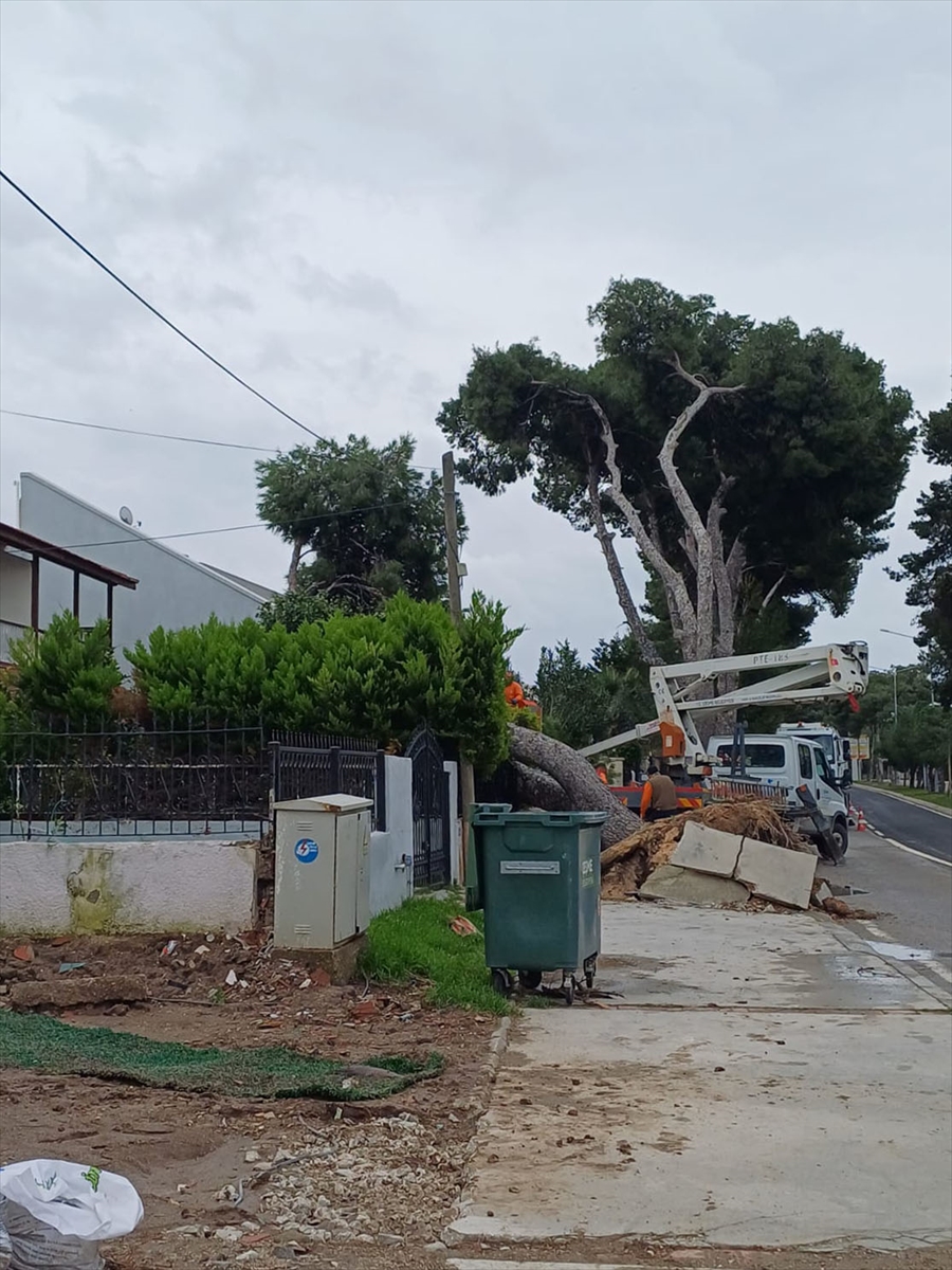 Çeşme'de kuvvetli rüzgar nedeniyle ağaç devrildi