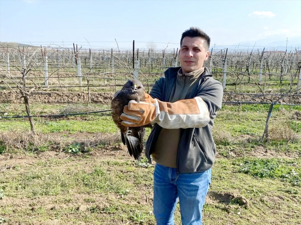 Salihli'de yaralı bulunan şahin tedavi altına alındı