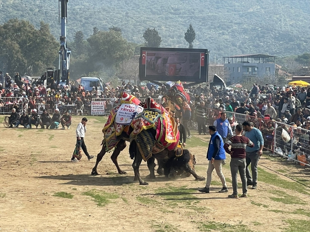 Söke'de deve güreşi festivali düzenlendi