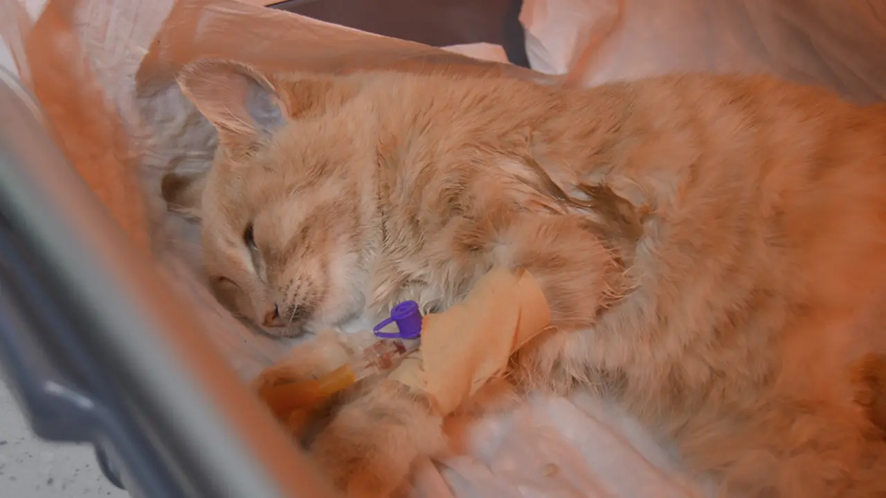 Bodrum'da market reyonunda kedi doğum yaptı