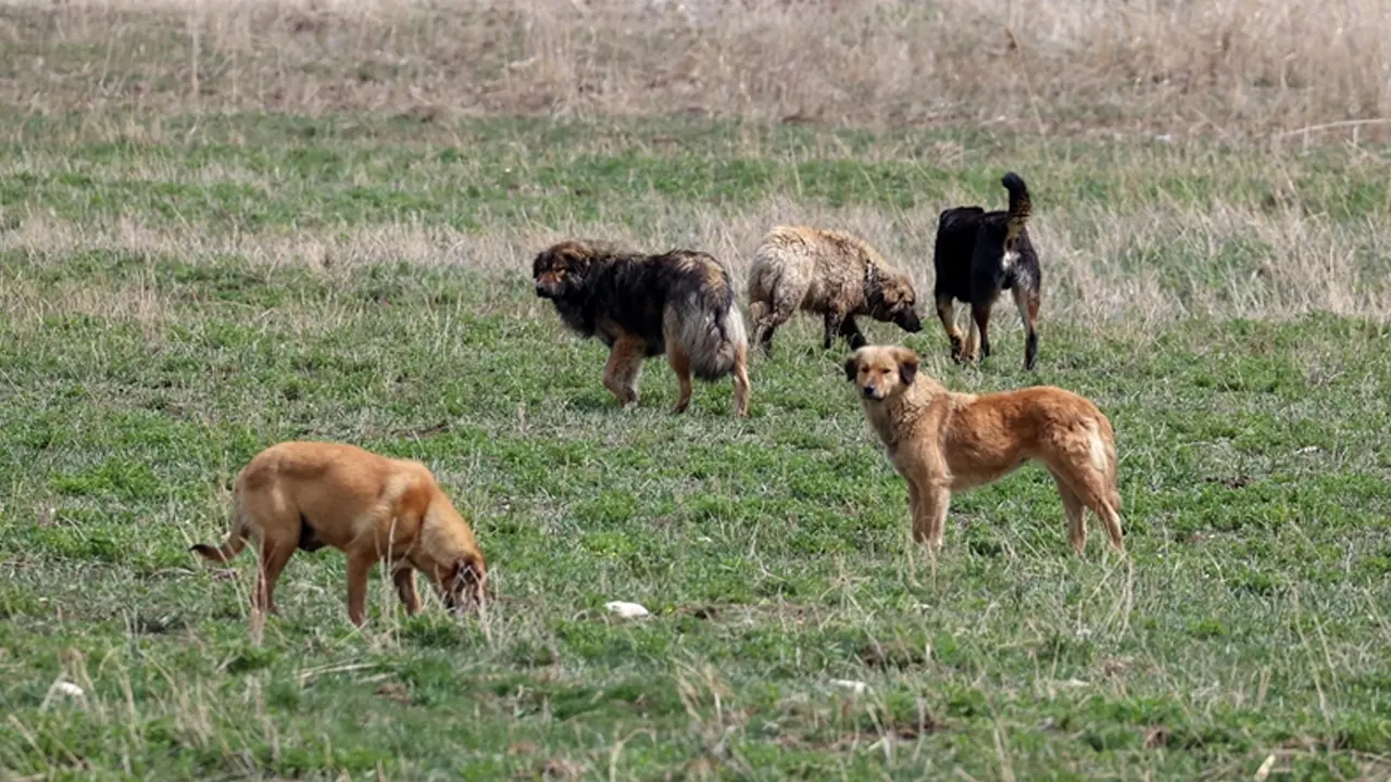 Sahipsiz köpeğin ısırdığı kadın hukuk mücadelesi başlattı