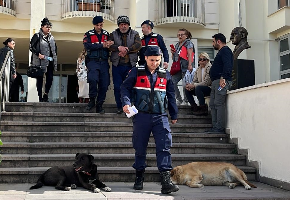 Bodrum'da 6 köpek ve 3 kedinin ölümüyle ilgili gözaltına alınan zanlı tutuklandı
