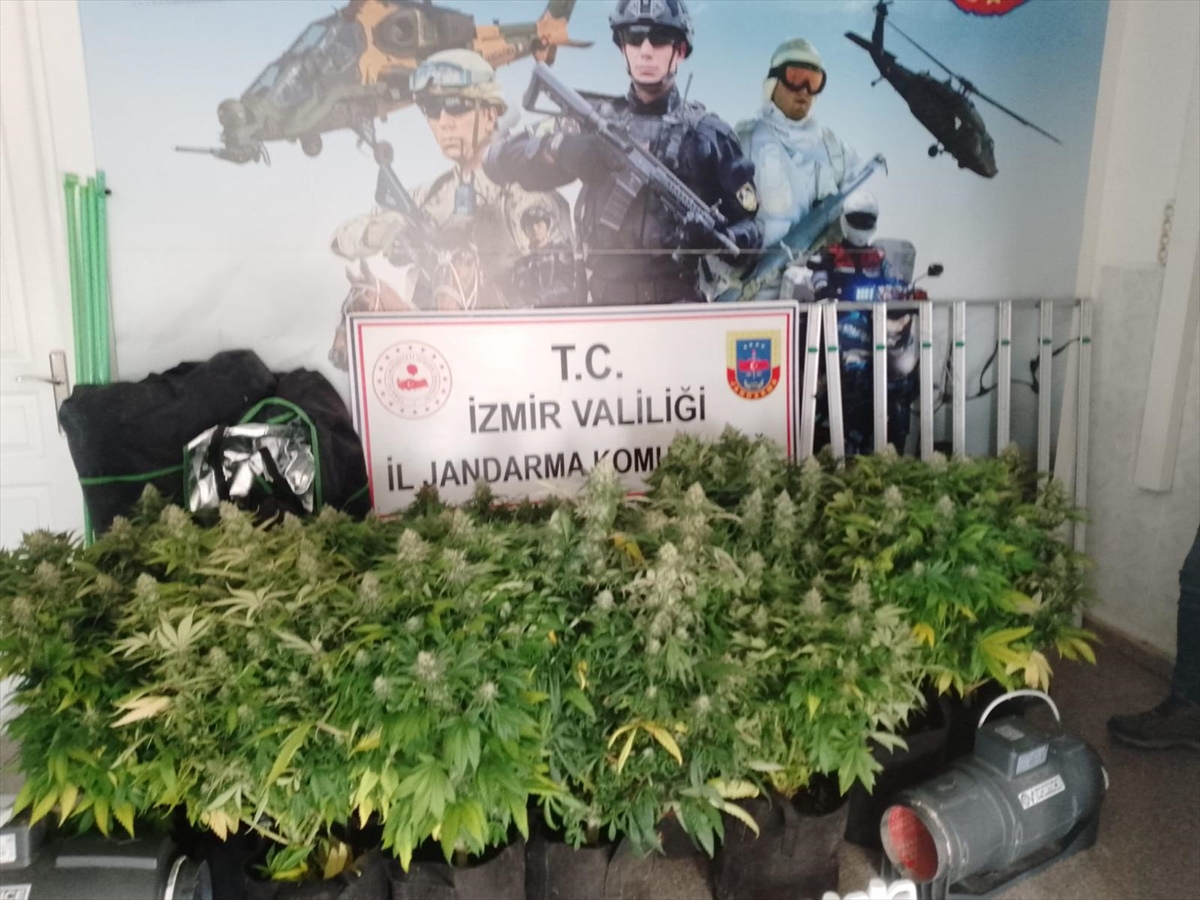 İzmir'de evde kenevir yetiştiren şüpheli tutuklandı