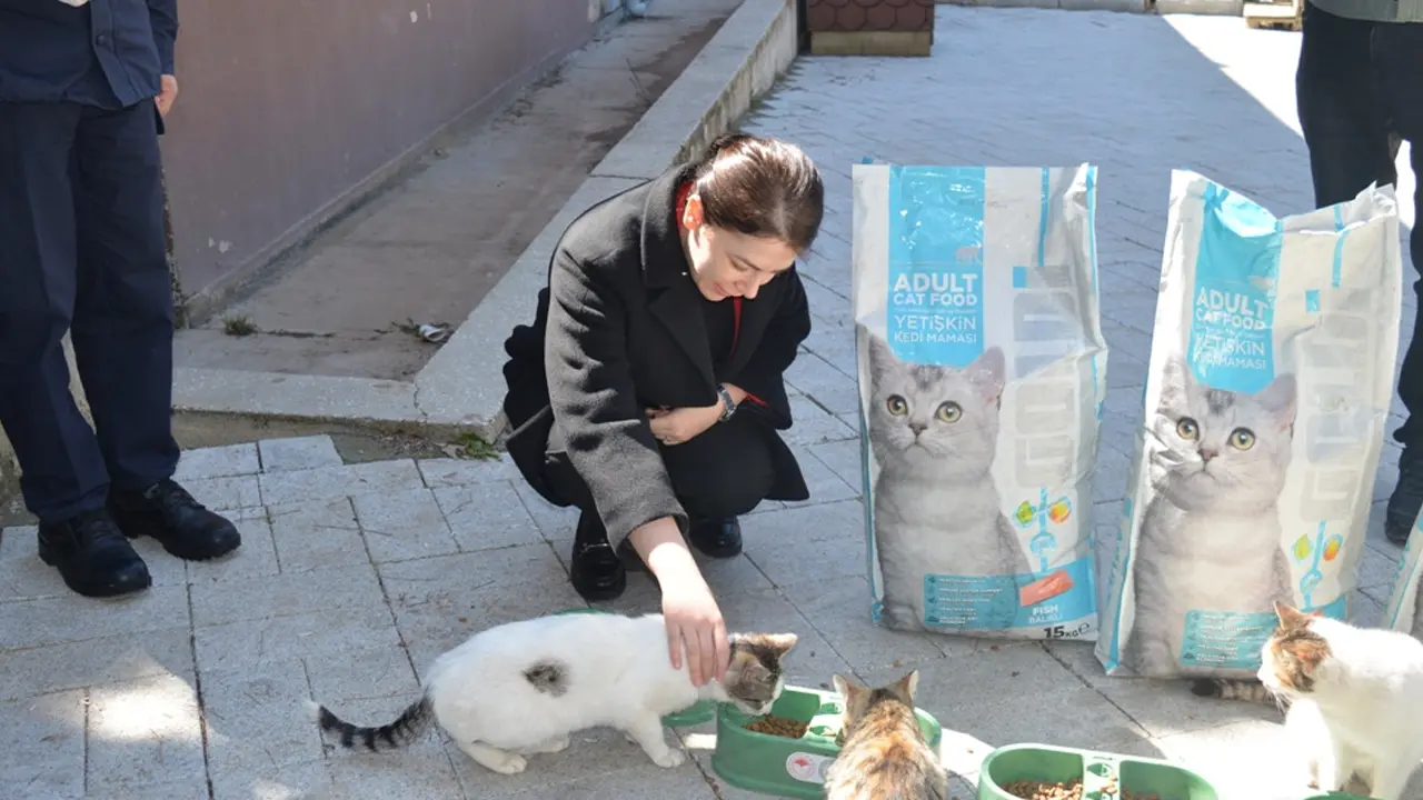 Karahallı Kaymakamlığı Sokak Hayvanlarını Unutmadı