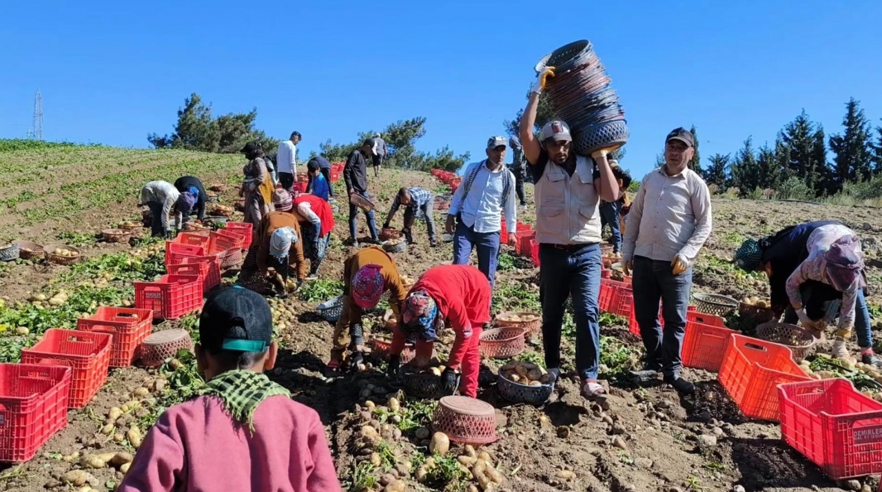 Datça'da turfanda patates hasadına başlandı