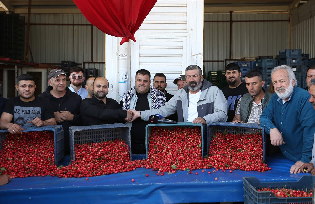 Erkenci kiraz üretim merkezi Manisa'da sezonun ilk hasadı yapıldı