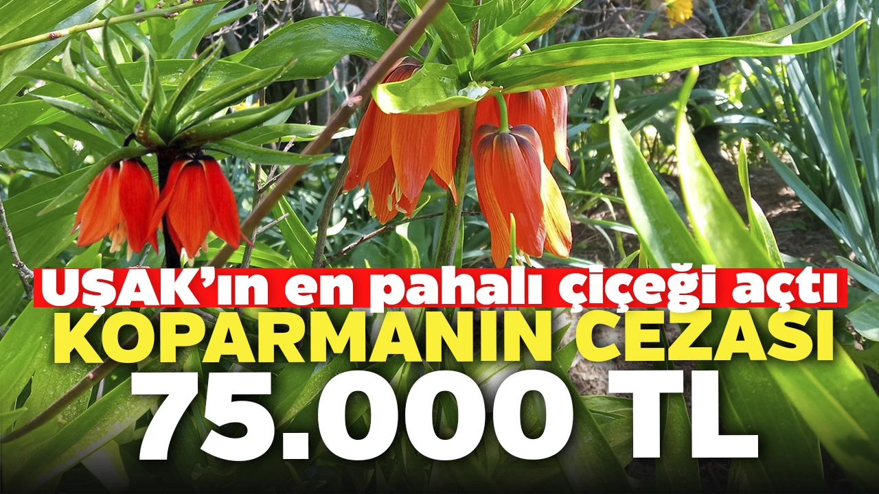 Uşak'ın En Pahalı Çiçeği Açtı: Koparmanın Cezası 75.000 TL