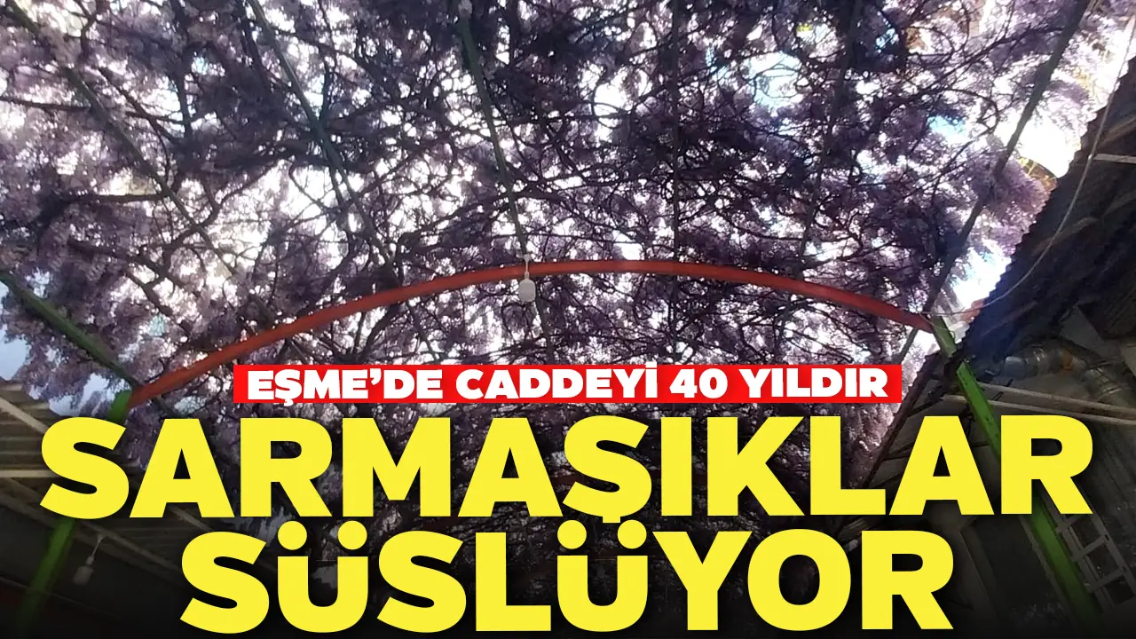 Eşme’de Caddeyi 40 Yıldır Sarmaşıklar Süslüyor