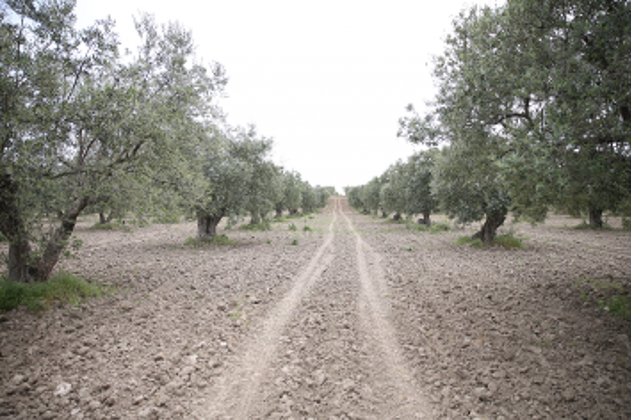 Manisa'da zeytin ağaçlarında halkalı leke hastalığı görüldü