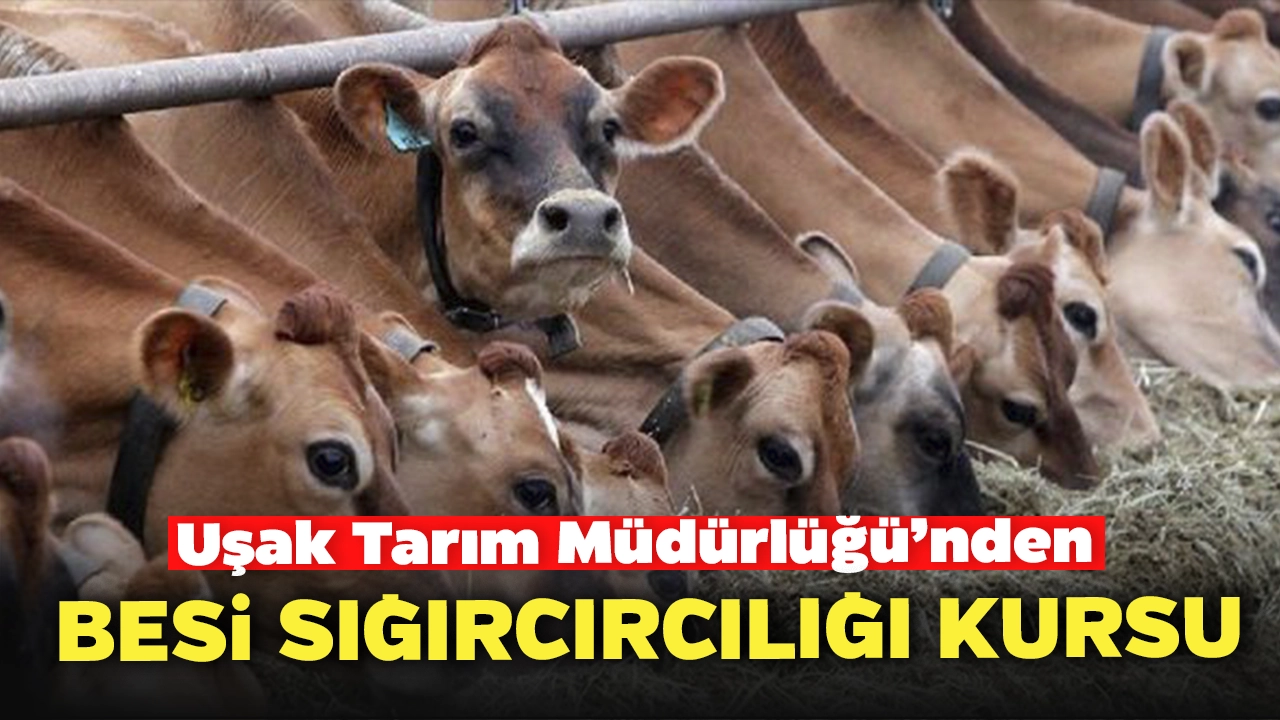 Uşak Tarım’dan Besi Sığırı Yetiştiriciliği Kursu