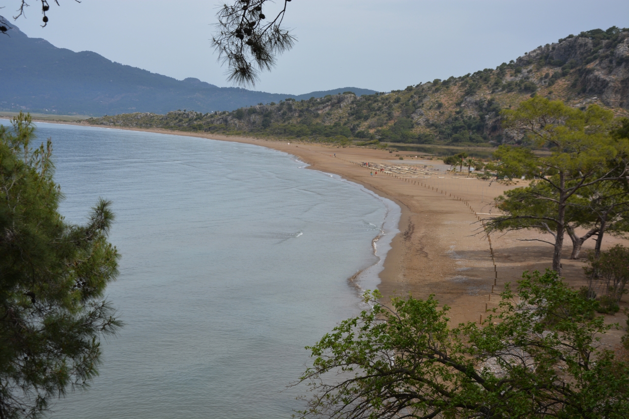 Muğla'daki İztuzu sahiline caretta carettalar yumurta bırakmaya başladı