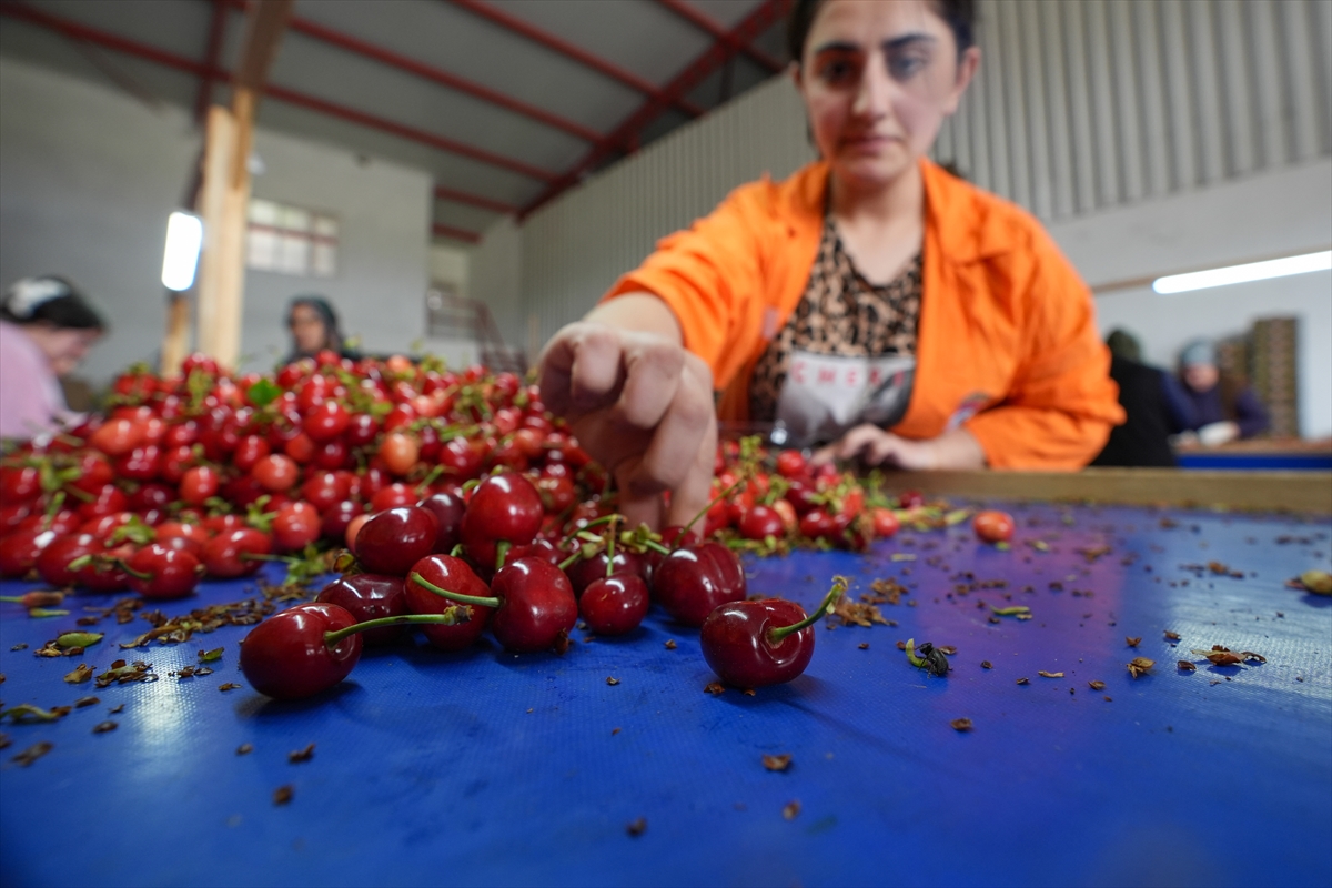 İzmir'de sezonun ilk kirazı hasat edildi
