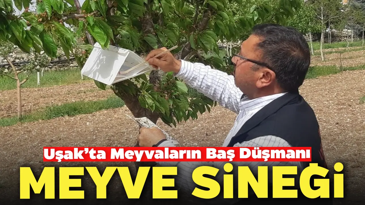 Uşak’ta Meyvaların Baş Düşmanı Meyve Sineği İle Mücadele
