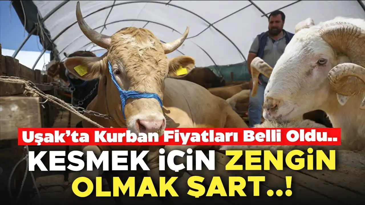 Uşak’ta Kurban Fiyatları Belli Oldu: Kesmek İçin Zengin Olmak Şart..!