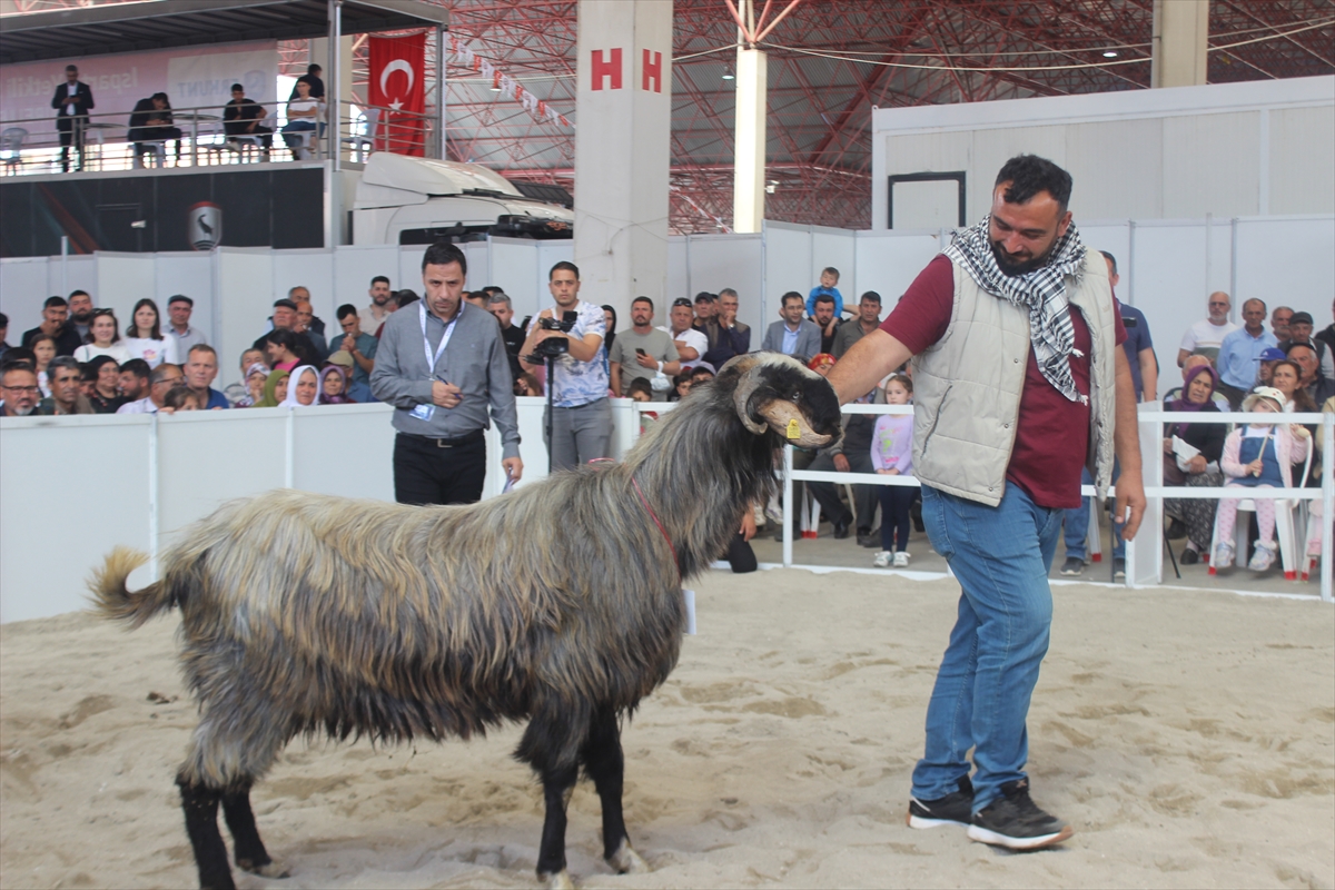 Honamlı tekesi ve Merinos koçu güzellik yarışması düzenlendi