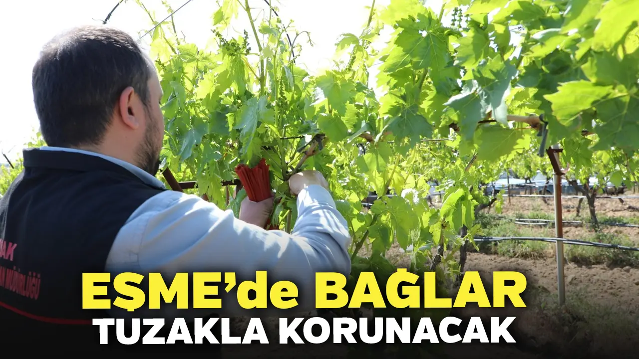 Eşme’de Bağlar Tuzakla Korunacak