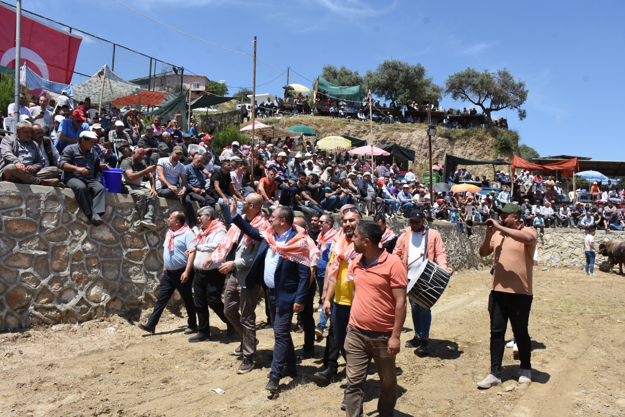 Germencik'te boğa güreşi festivali yapıldı