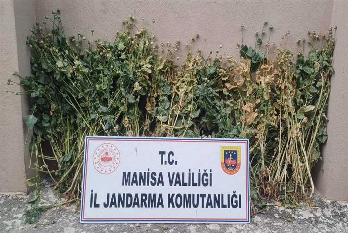 Akhisar'da 222 kök haşhaş ele geçirildi