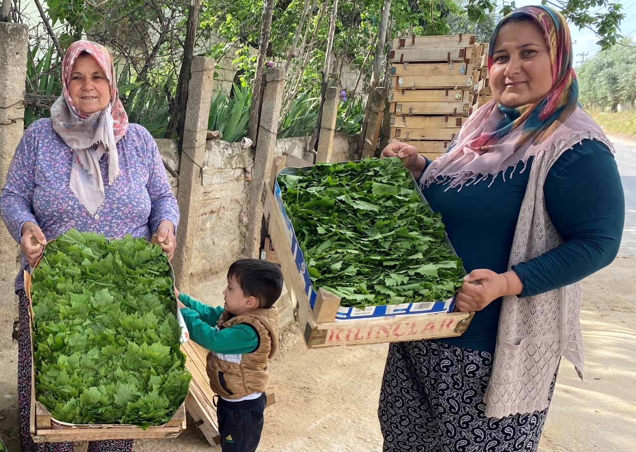 Manisa'da üzüm üreticisi asma yaprağı ile ek gelir sağlıyor