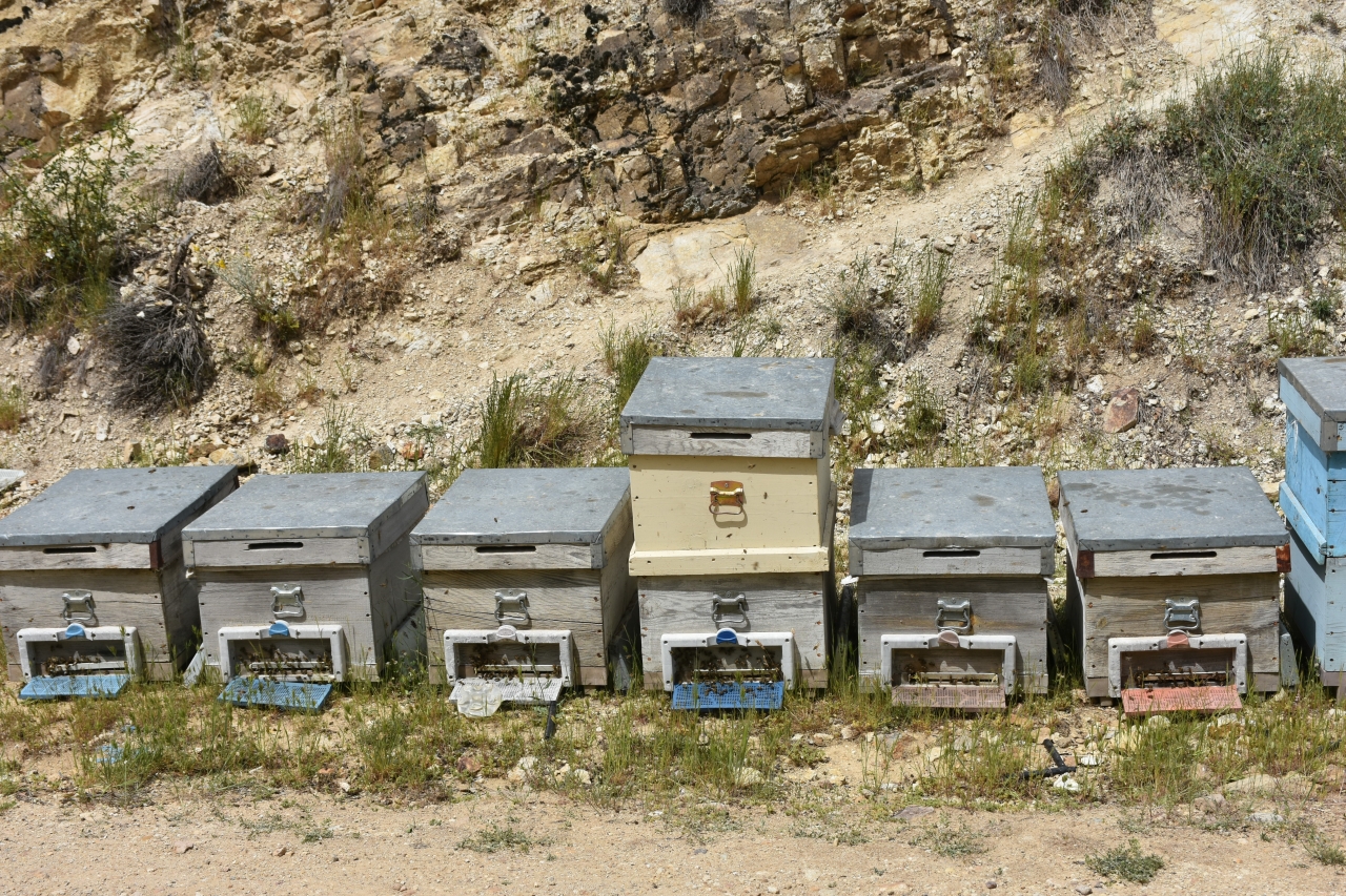 Afyonkarahisar'da Varroa ile Topyekun Mücadele Projesiyle arıcılara ilaç dağıtıldı