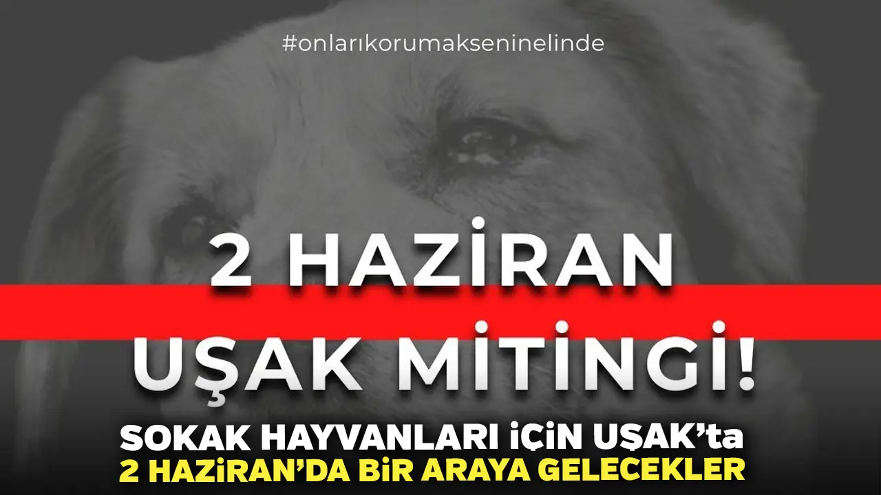Sokak Hayvanları İçin Uşak’ta 2 Haziran’da Bir Araya Gelecekler