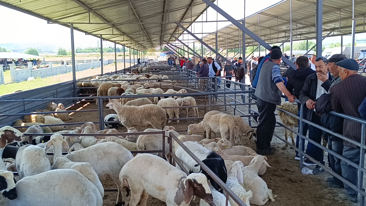 Uşak’ta Kurbanlık satış yerleri ve fiyatlar açıklandı