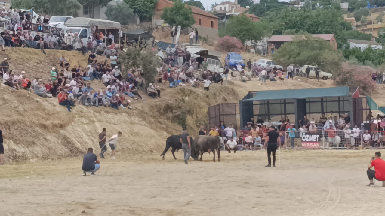 Söke'de boğa güreşleri düzenlendi