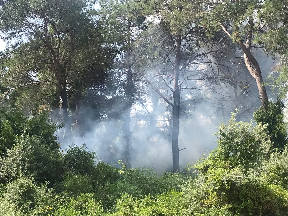 İzmir'de 26 bölgedeki ormanlık alanlara giriş 31 Ekim'e kadar yasaklandı