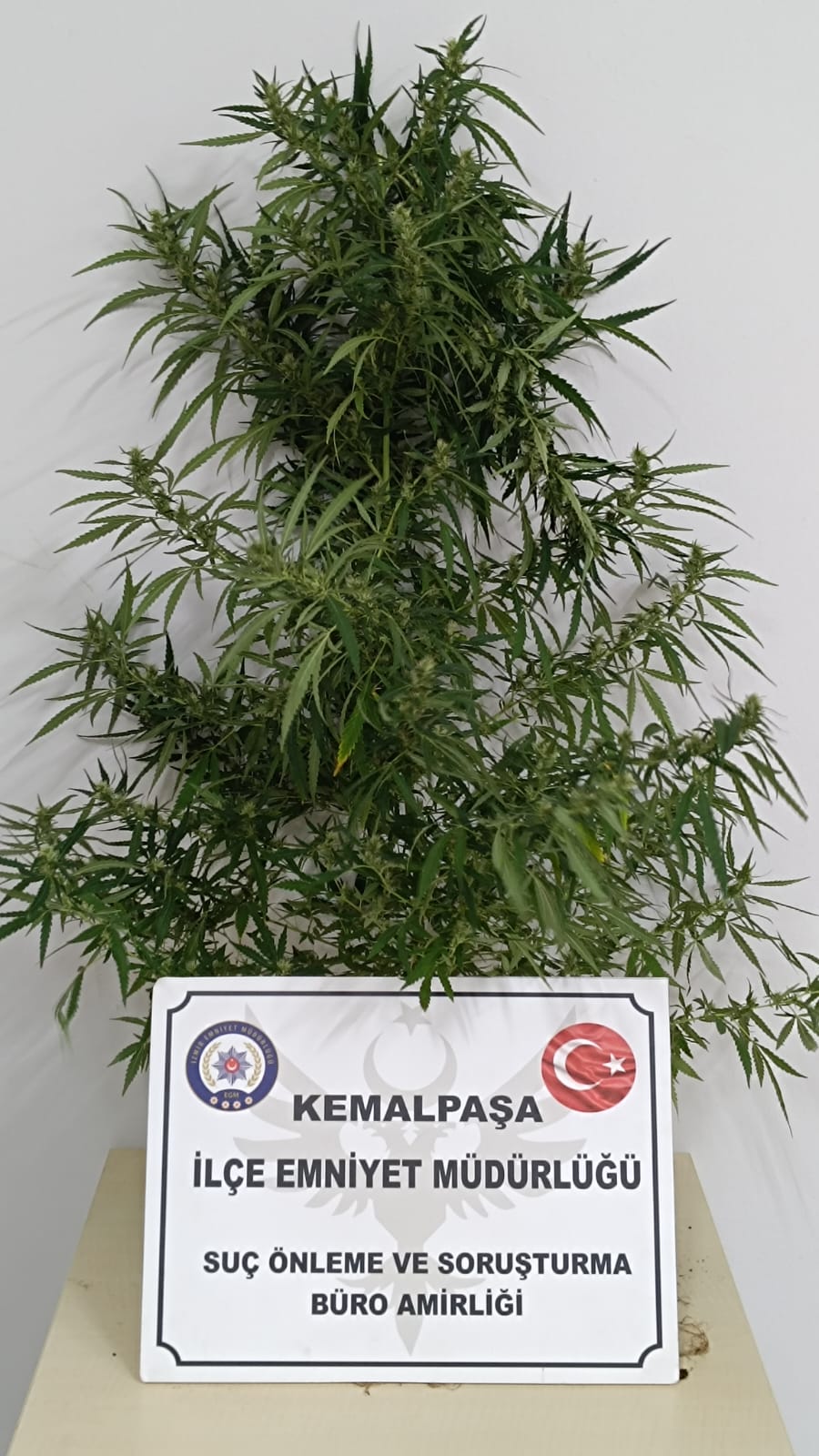 Kemalpaşa'da Hint keneviri yetiştirdikleri suçlamasıyla 2 kişi gözaltına alındı