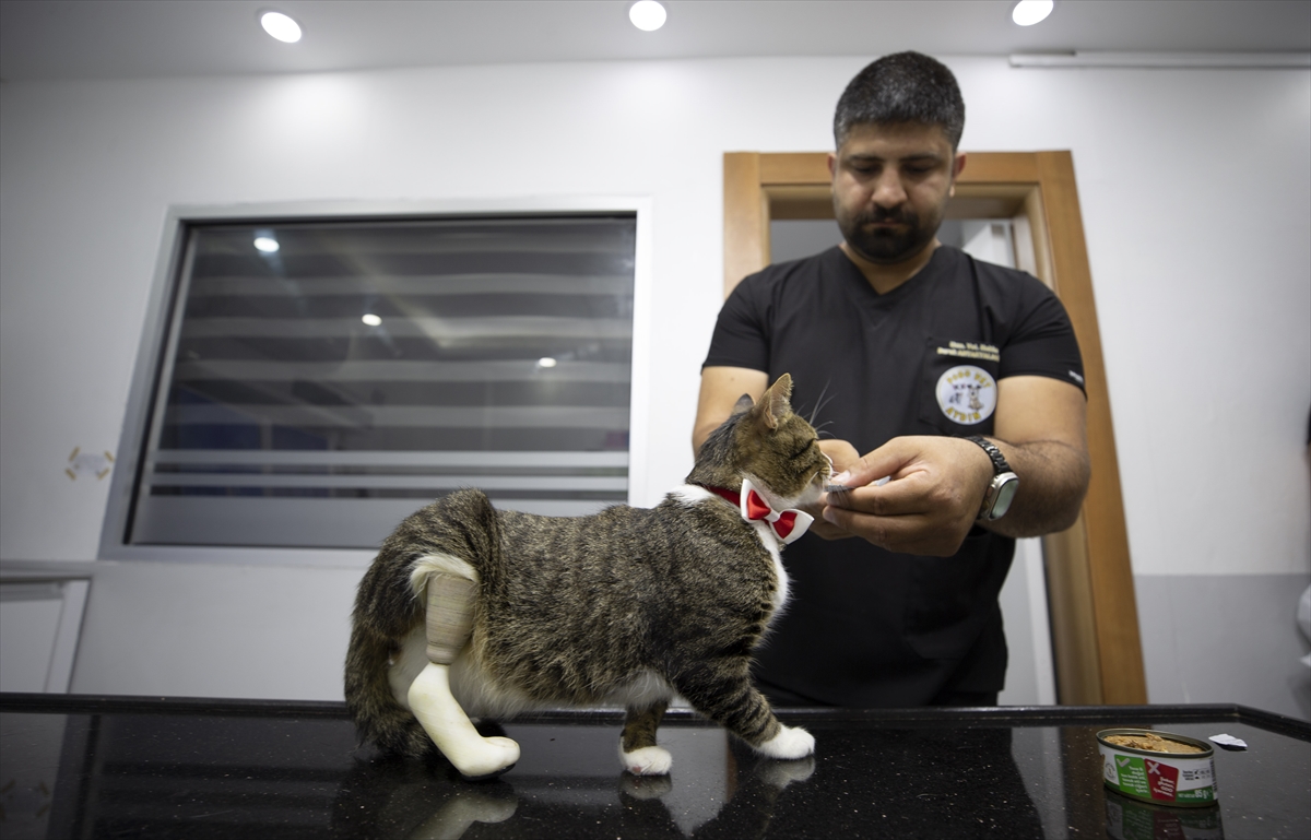 Köpeklerin saldırısıyla ayağı kopan kediye 3D yazıcıyla üretilen protez takıldı