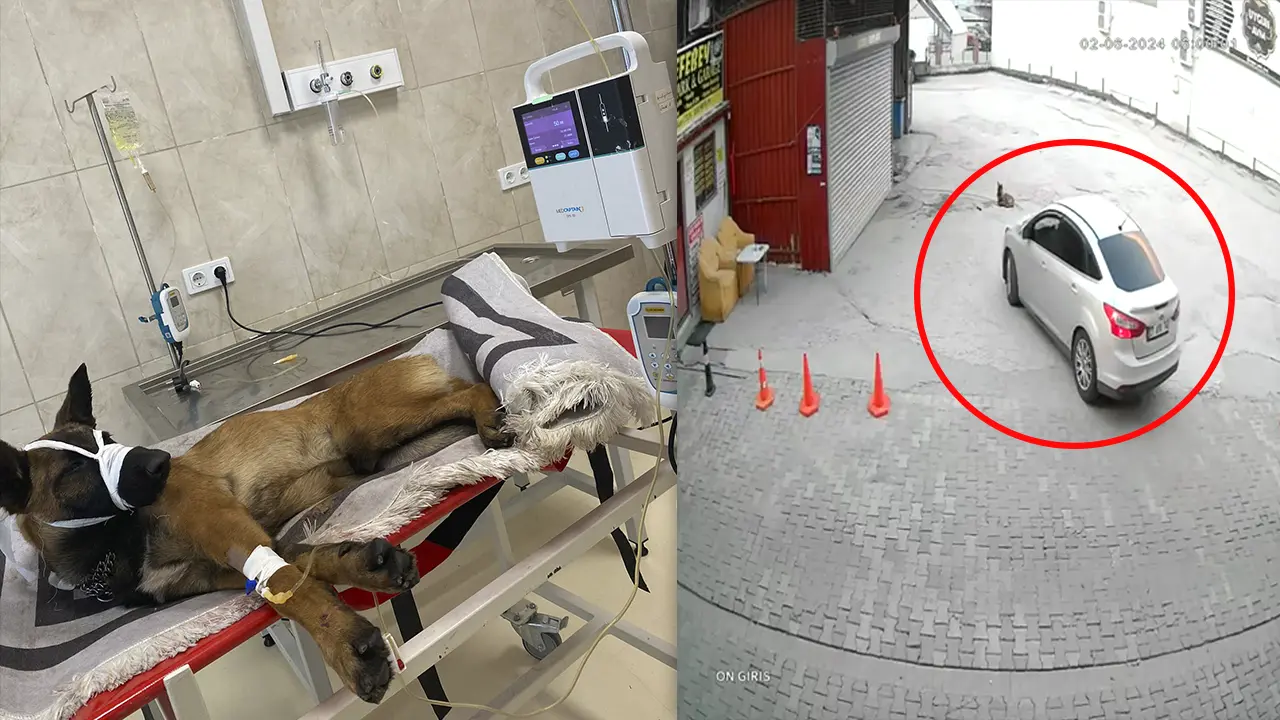 Uşak'ta Alkollü Sürücü Köpeği Ezdi: Bu Hayvan Değilmi Nolcak? Deyip Kaçtı..!